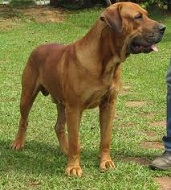 Mastiff