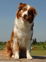 Adopting <b>Medium Sized Dogs</b>
