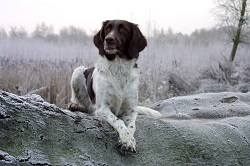 <b>The<i> Small Munsterlander</i></b>