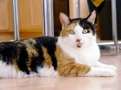 Boy Cat Names