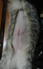 <b>Neutering Cats</b>