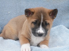 A <b>new<b> dog</b></b>