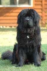 <b>Newfoundland dog</b>