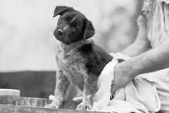 What Owners Should Know About Their Dogs