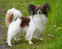<b>The<i> Papillon</i> Dog</b>