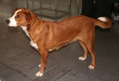 The <b>Austrian Shorthaired Pinscher</b>