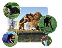 Bonding with Your Pet by Playing Fun Dog Games