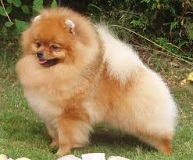 <b>Pomeranian Dogs</b>