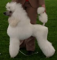 <b>The<i> Standard Poodle</i></b>