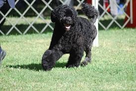 <b>The<i> Portuguese Water Dog</i></b>