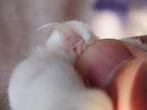<b>Most<i> Common<b> Cat Problems</b></i></b>