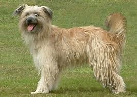<b>The<i><b> Berger des Pyrenees</b><i> dog</i></i></b>
