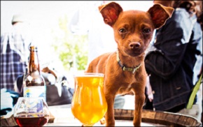 <b>Finding Dog-Friendly Rental Housing</b>