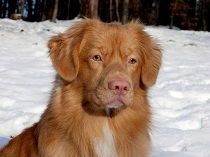 <b>The<i> Nova Scotia Duck Tolling Retriever</i></b>