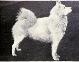 <b>The<i> Samoyed</i></b>