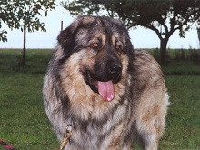 Sarplaninac