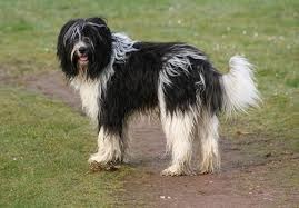 <b>The Schapendoes<b> dog</b></b>