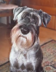 <b>The<i> Standard Schnauzer</i></b>