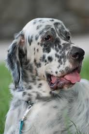 <b>The<i> English Setter</i></b>
