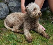 <b>Non Shedding Dogs</b>