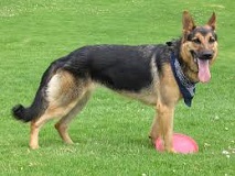 The German Shepherd