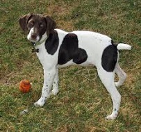 <b>The<i> German Shorthaired Pointer</i></b>