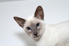 <b>Siamese Cats</b> and Siamese Cat Names