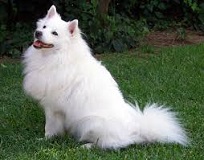 All You Need to Know about <b>Small Dogs</b>