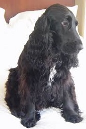 <b>The<i> English Cocker Spaniel</i></b>