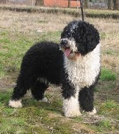 <b>The<i> Spanish Water Dog</i></b>