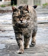 Cats Are Special Animals