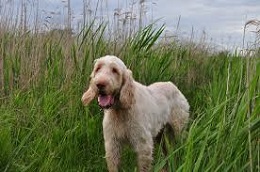 <b>The<i> Spinone Italiano</i></b>