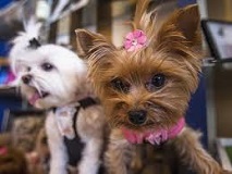 A Dog Lovers Dog Stuff