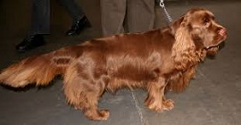 he<i> Sussex Spaniel</i>