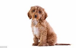 <b>Teacup dogs</b> The Newest Trend among Dog Lovers