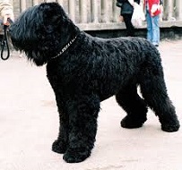 <b>The<i> Black Russian Terrrier</i></b>