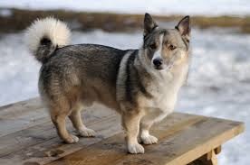 <b>The<i> Swedish Vallhund</i></b>