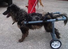 <b>Dog Walkers</b>
