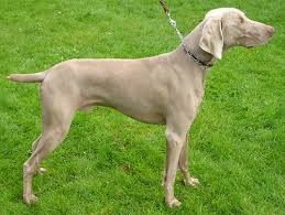 <b>The<b> Weimaraner</b></b>