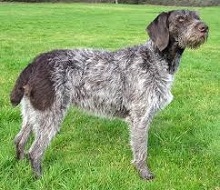<b>The<i> German Wirehaired Pointer</i></b>