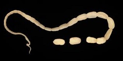 Dealing with Cat Worms