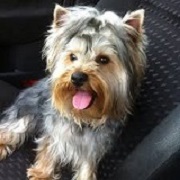 The Yorkie