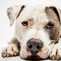 Adopt a Dog and Change its Life and Yours for the Better