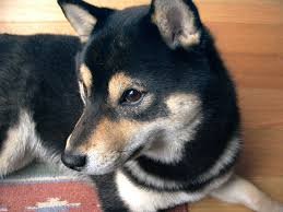 <b>Agreeing on your<i> new<i> dog</i></i></b>
