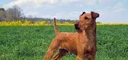 <b>AKC</b> Dog Breeds: a Surprise to Meet Them in Dog Shelters?