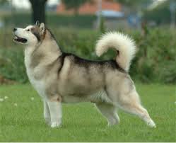 <b>The<i> Alaskan Malamute</i></b>