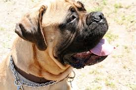 <b>American Mastiff</b>
