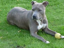 The <b>American Staffordshire Terrier</b>