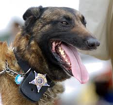 <b>Antifreeze</b> laws and your dog