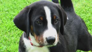 <b>The<b> Appenzeller</b></b>